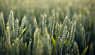 在线短信轰炸机